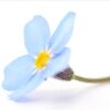 forgetmenot0306